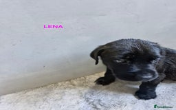 Mixed Breed dogs for sale: Amazing puppies - Image 10