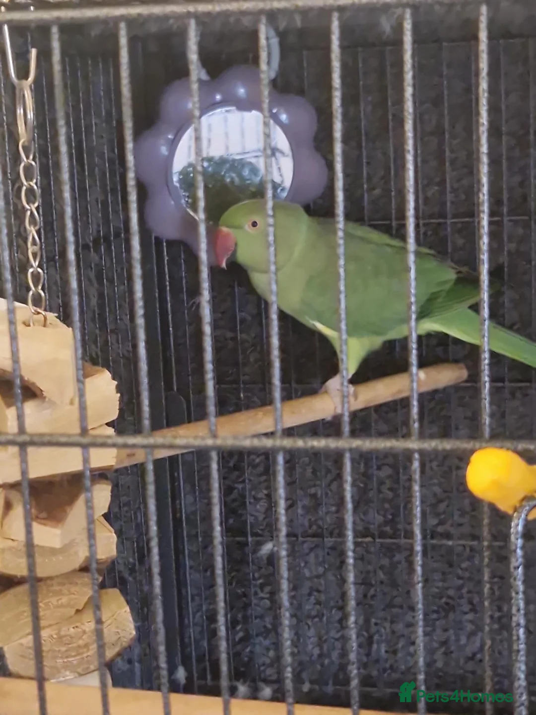 Ringnecks birds for sale: Indian ringneck  in Huddersfield - Advert 2