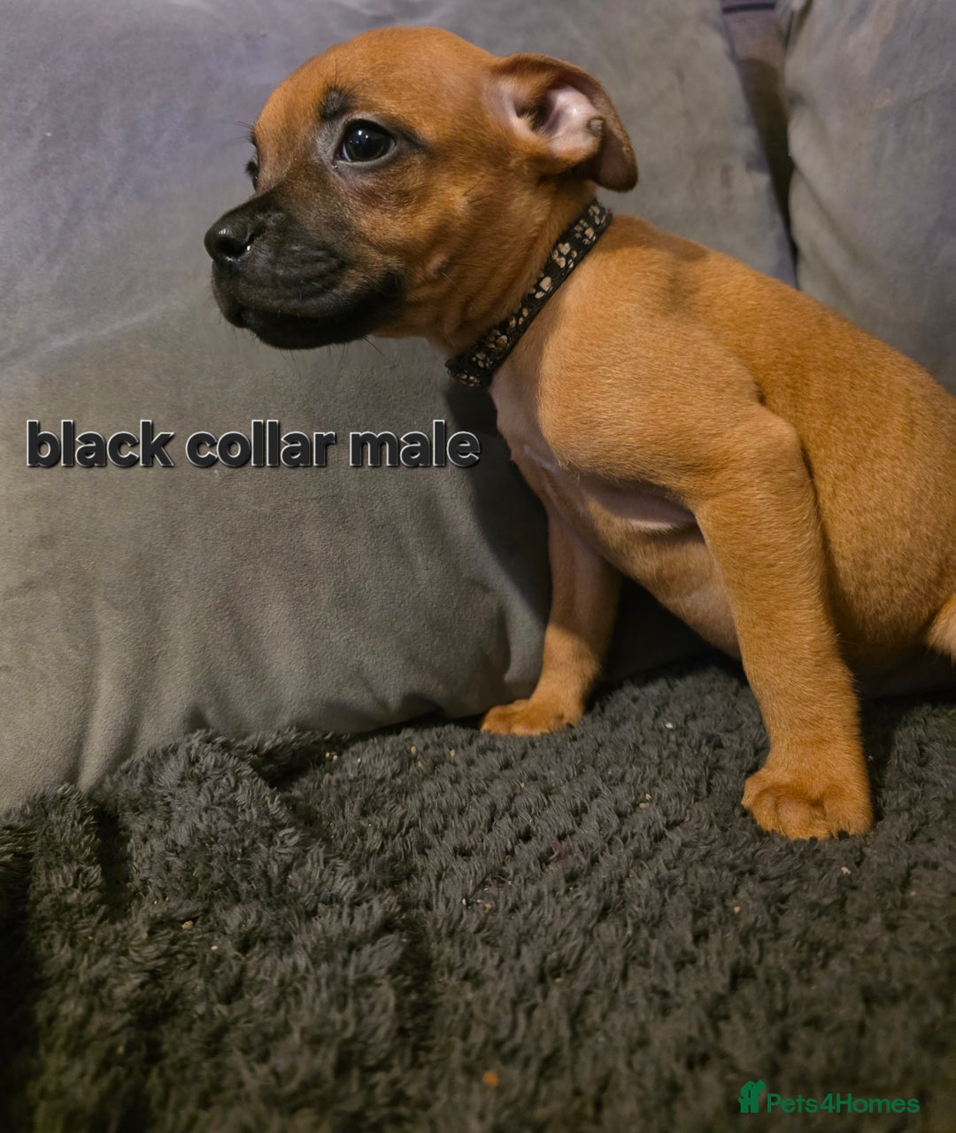 Staffordshire Bull Terrier dogs for sale: STUNNING KC RED STAFFORDSHIRE BULL TERRIER PUPS - Image 10