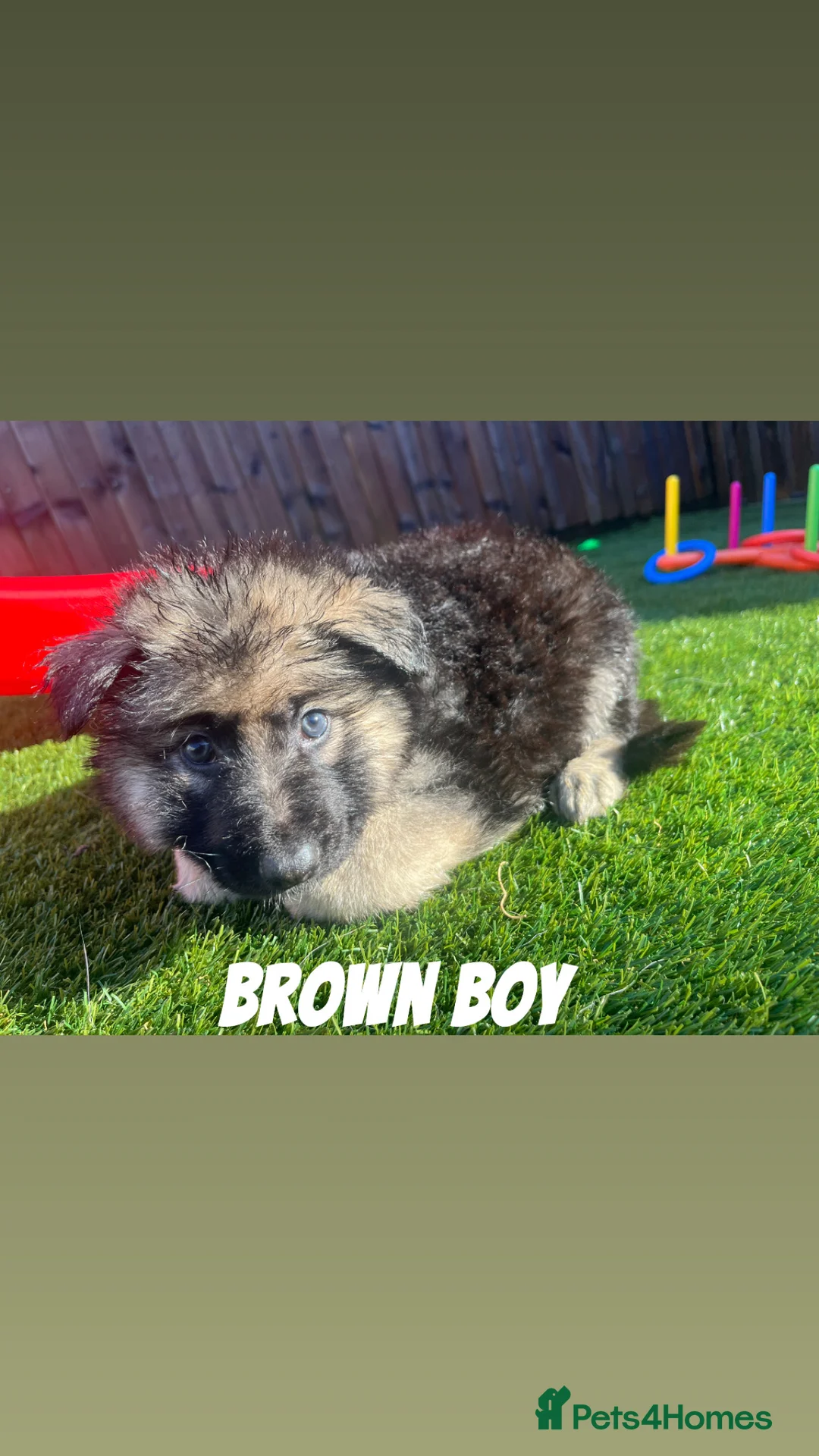 German Shepherd dogs for sale: Beautiful KC Reg Straight Back German Shepherds🐾 - Advert 10