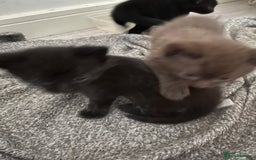 British Shorthair cats for sale: Adorable kittens for sale  - Image 5