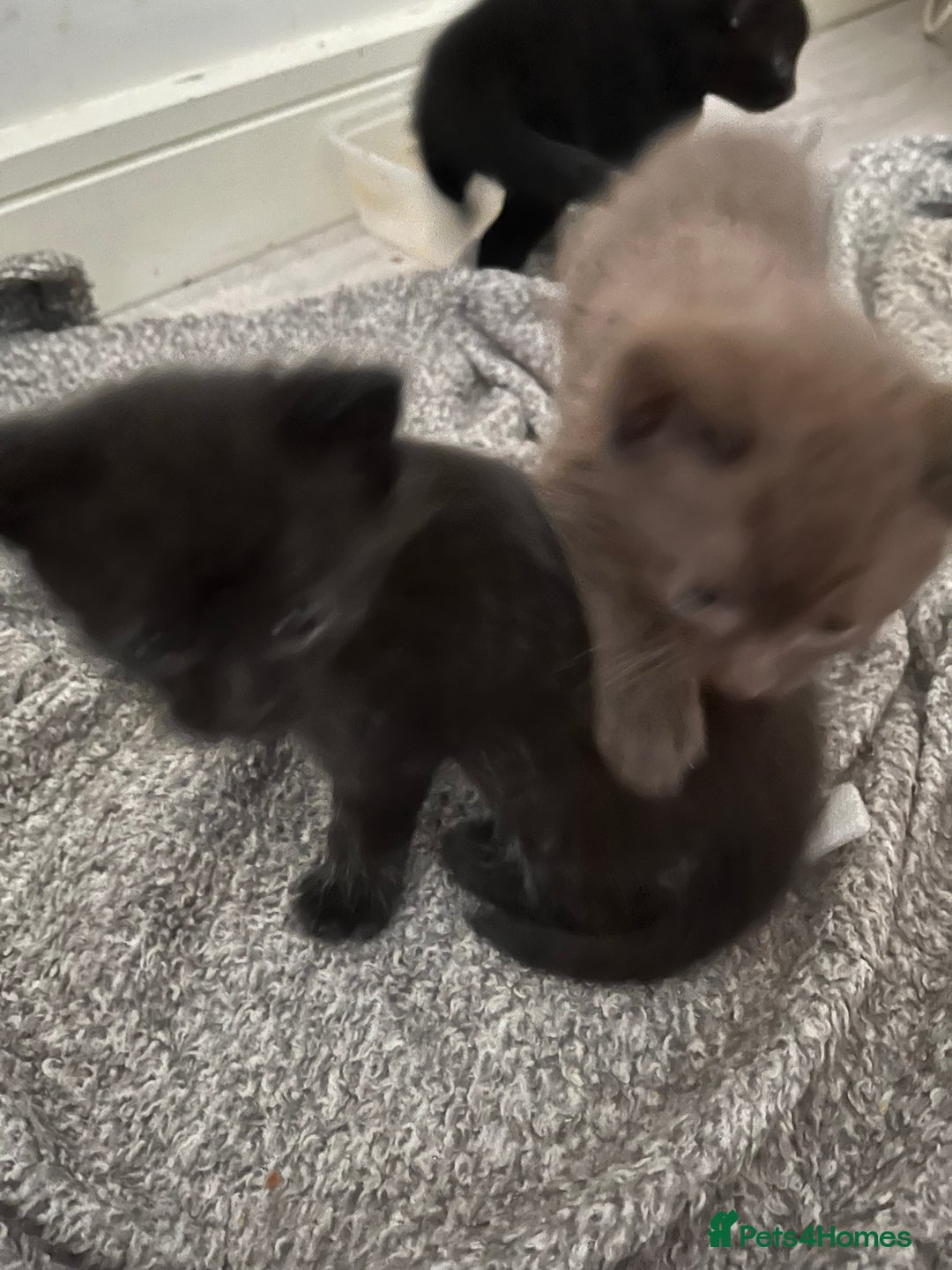 British Shorthair cats for sale: Adorable kittens for sale  - Image 5