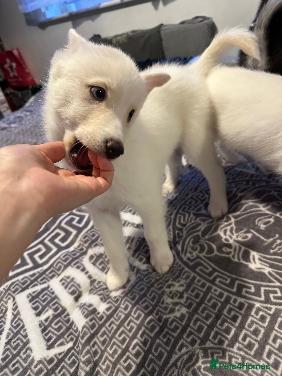 Pomsky dogs for sale: F4 Puppy pomsky  - Advert 10