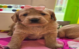 Labradoodle dogs for sale: F1 MINI LABRADOOLES - Image 1