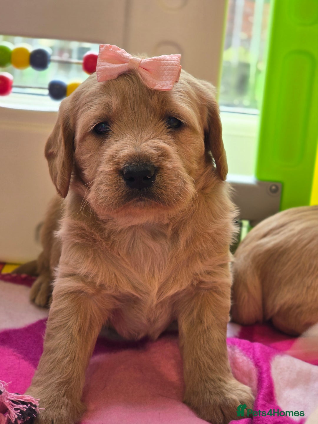 Labradoodle dogs for sale: F1 MINI LABRADOOLES - Image 1