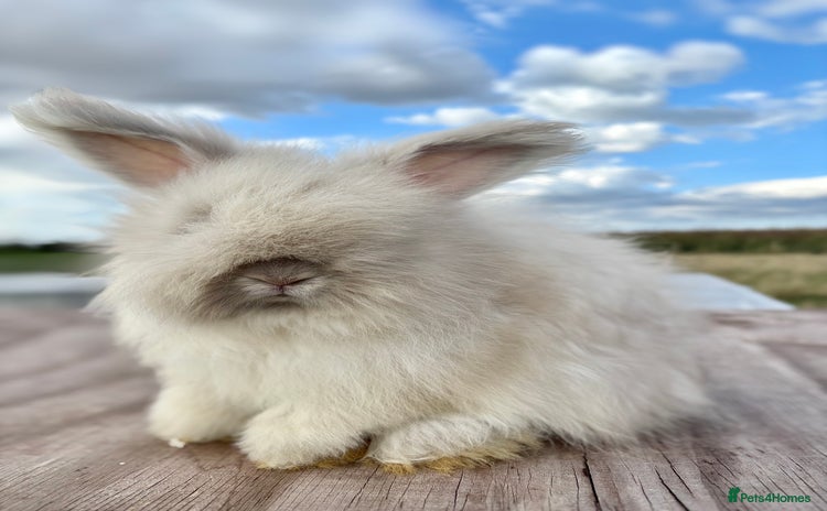 Angora rabbits - Advert 1