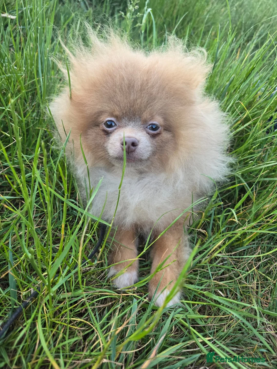 Pomeranian dogs for sale: Lilac with tan points female puppy  - Advert 7