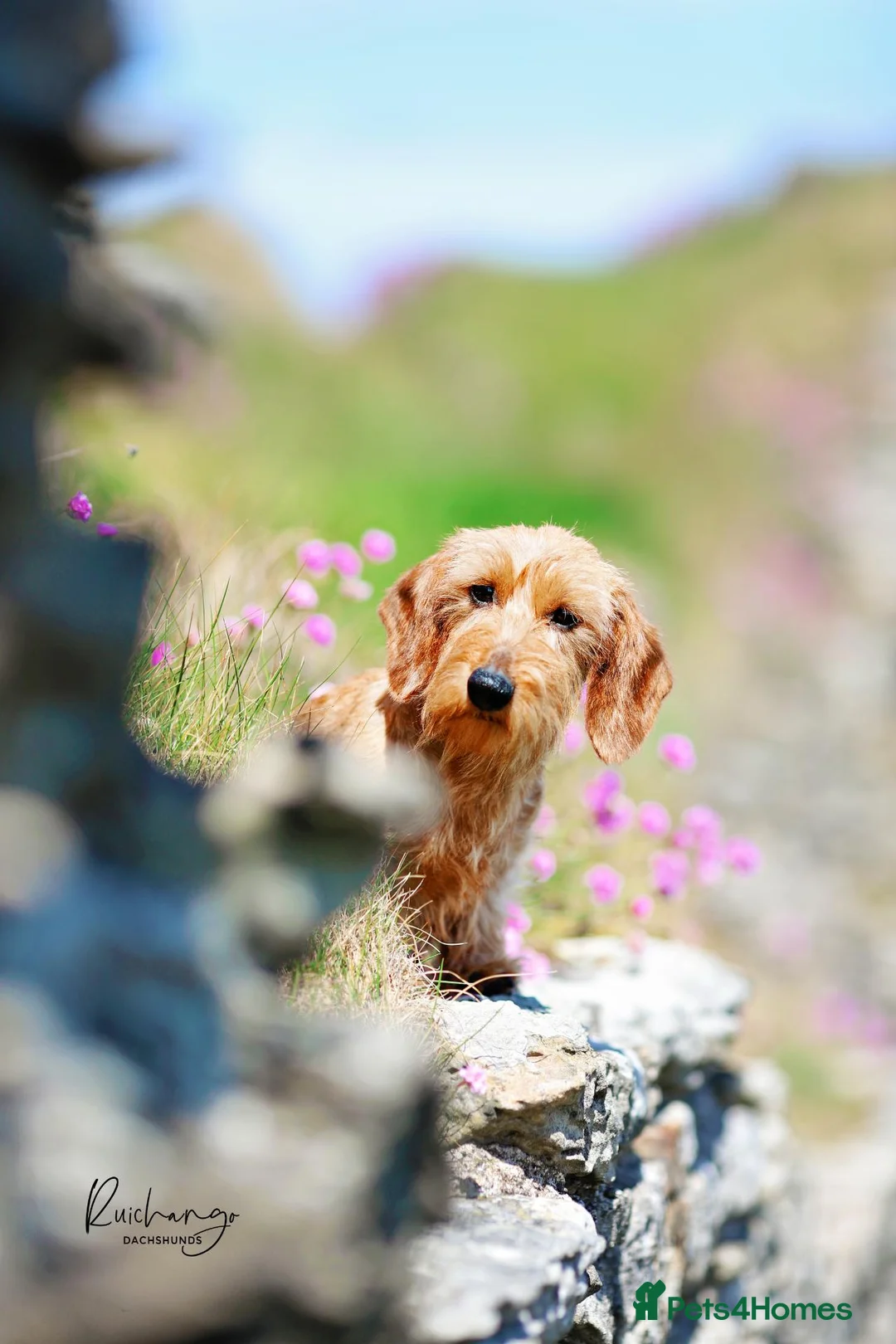 Miniature Dachshund dogs for stud: UK Champion - IDVV 0 scored – Available at Stud - Advert 2