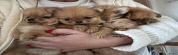 Pomchi dogs for sale: Pomeranian puppy’s  - Advert 3