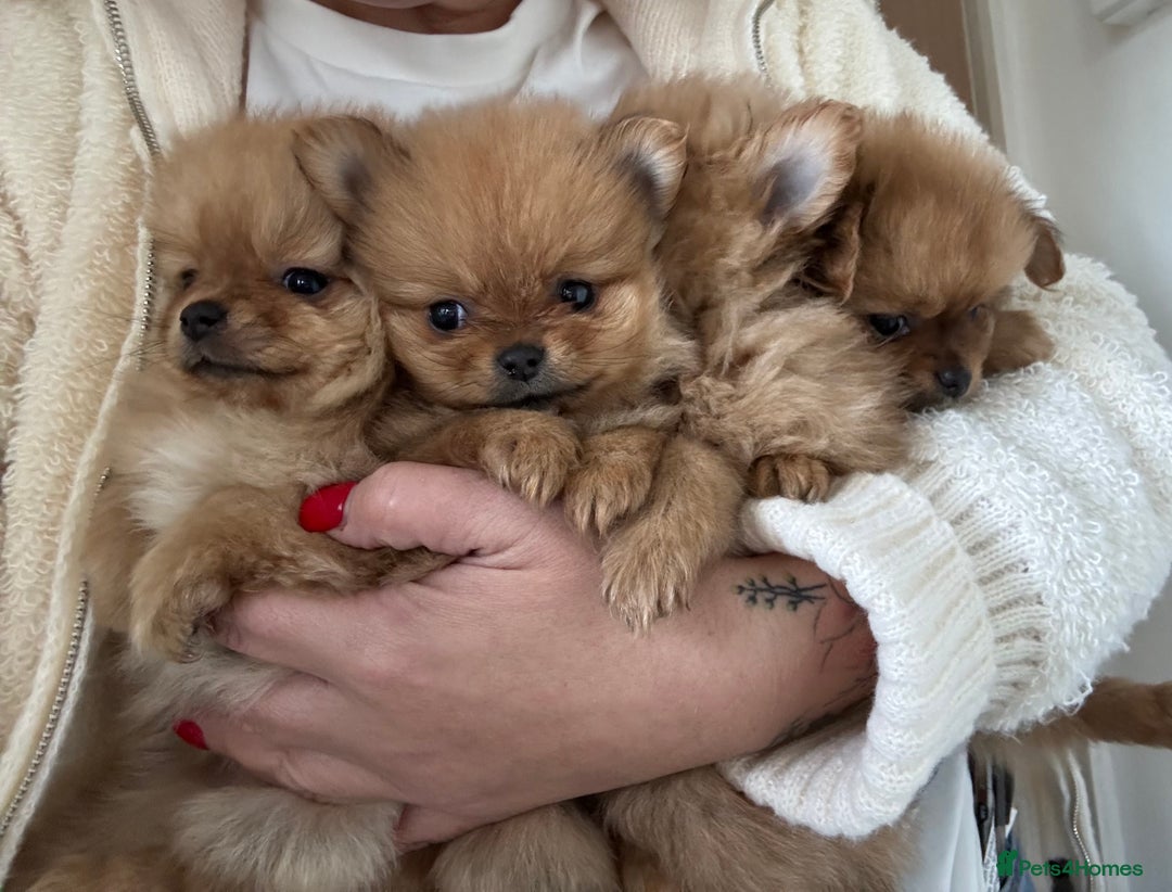 Pomchi dogs for sale: Pomeranian puppy’s  - Advert 3