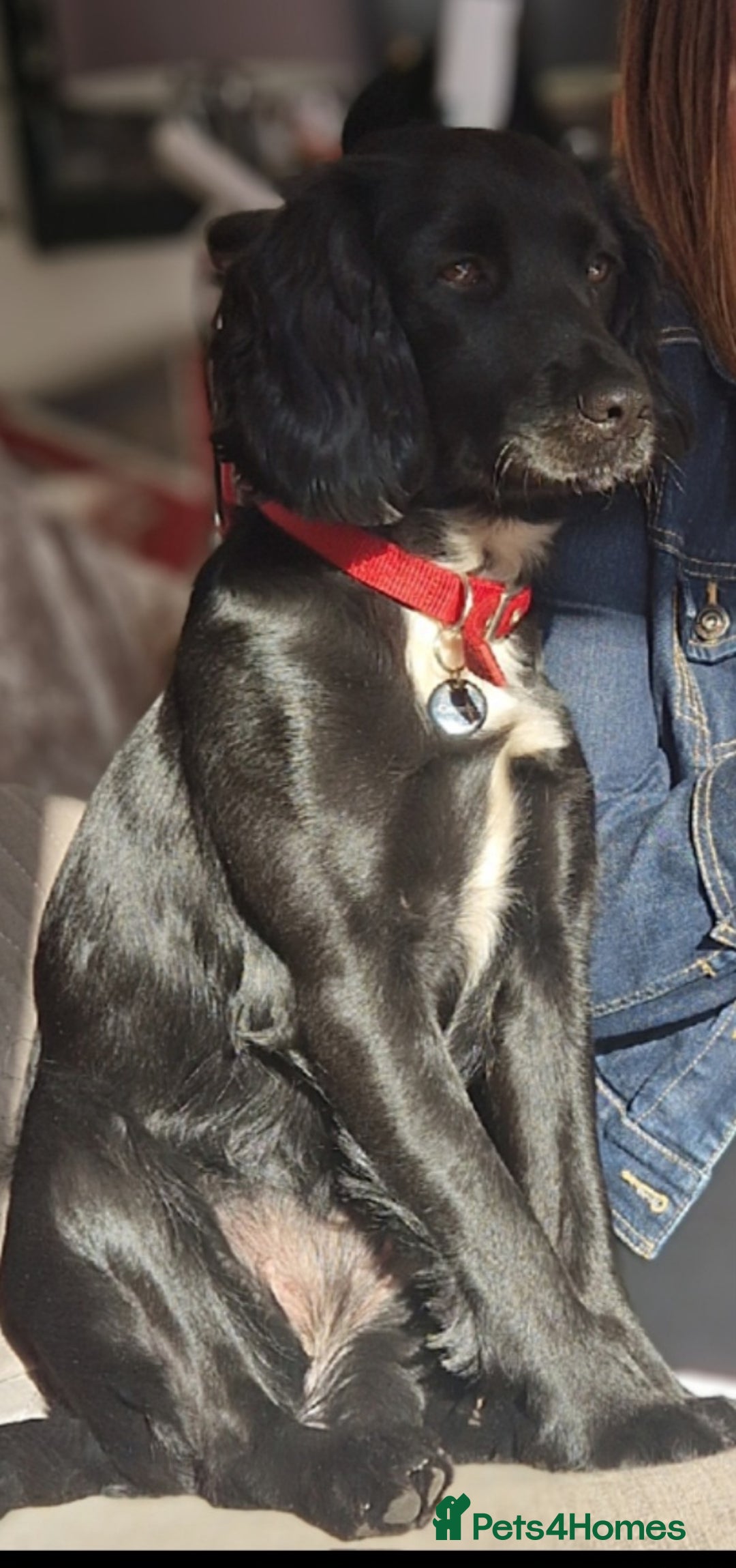 Sprocker dogs for sale: Sprocker Puppies  - Image 10