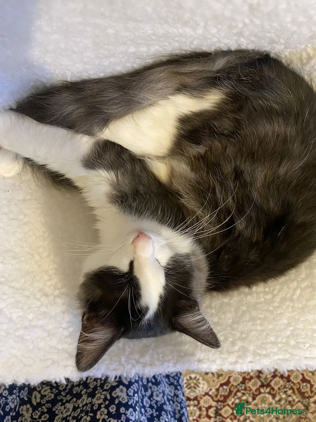 British Shorthair cats for sale: Fiona British short hair mixed breed female  - Advert 2