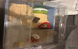 Hamster rodents for sale: Russian Dwarf Female (11 months old) - Image 4