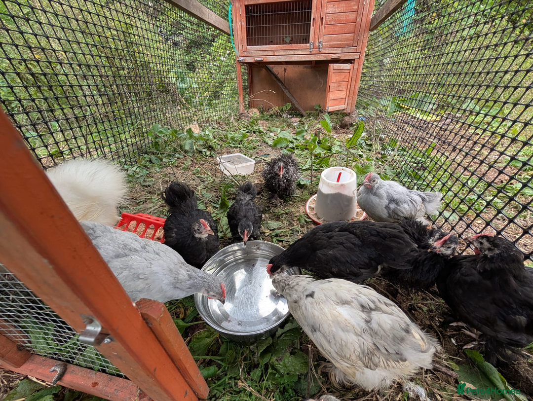 Chickens poultry for sale: chicks, quail chicks and pairs - Image 14