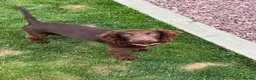 Cocker Spaniel dogs for sale: Working cocker spaniel  in Middlewich - Advert 2