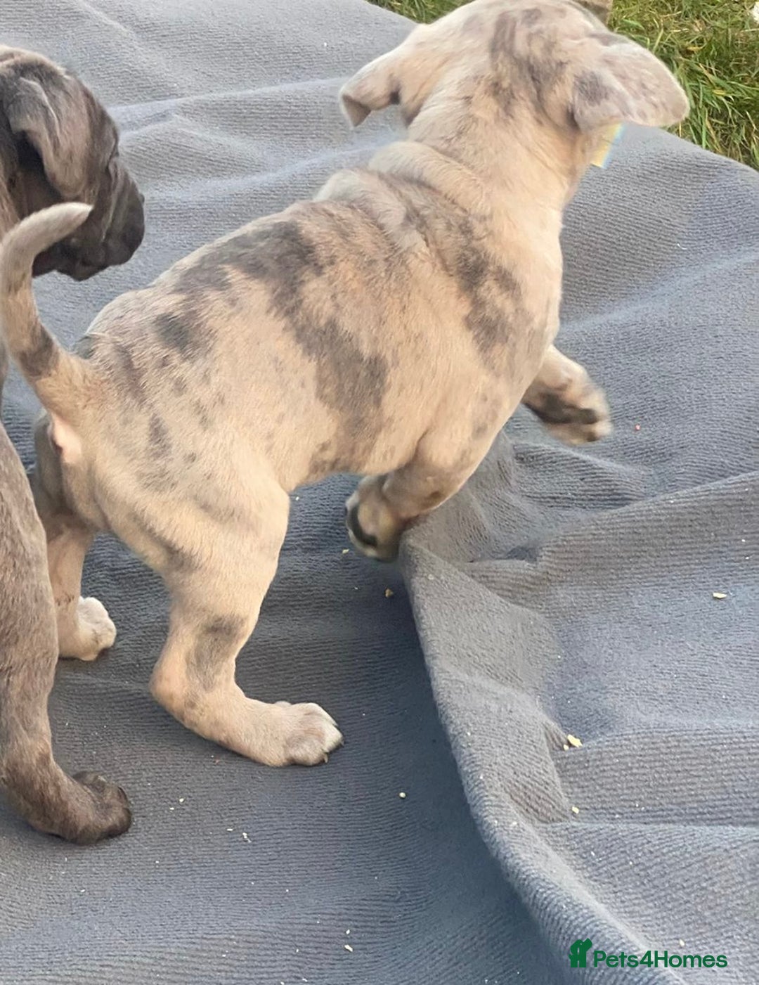 Cane Corso dogs for sale: Puppies ready to leave - Advert 5