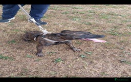 Staffordshire Bull Terrier dogs for sale: Staffie female 2years old  - Image 13