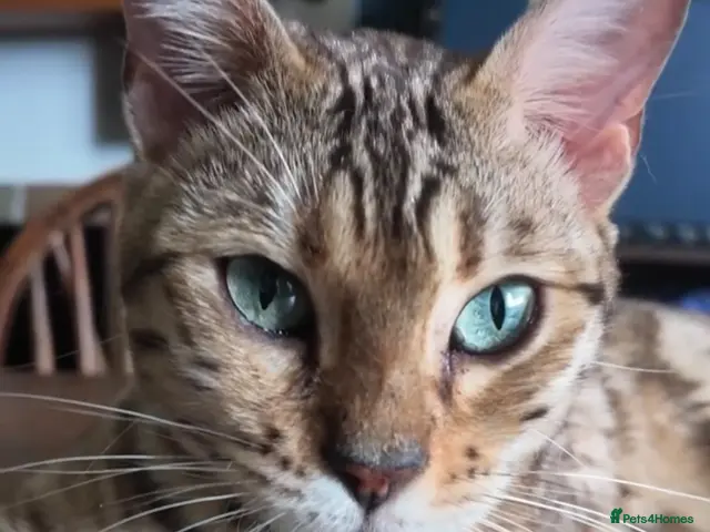 Bengal cats for sale: Tica Bengal Queen - Advert 3