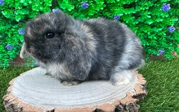 Mini Lop rabbits for sale: Stunning mini lop bunnies ready to reserve  - Advert 9