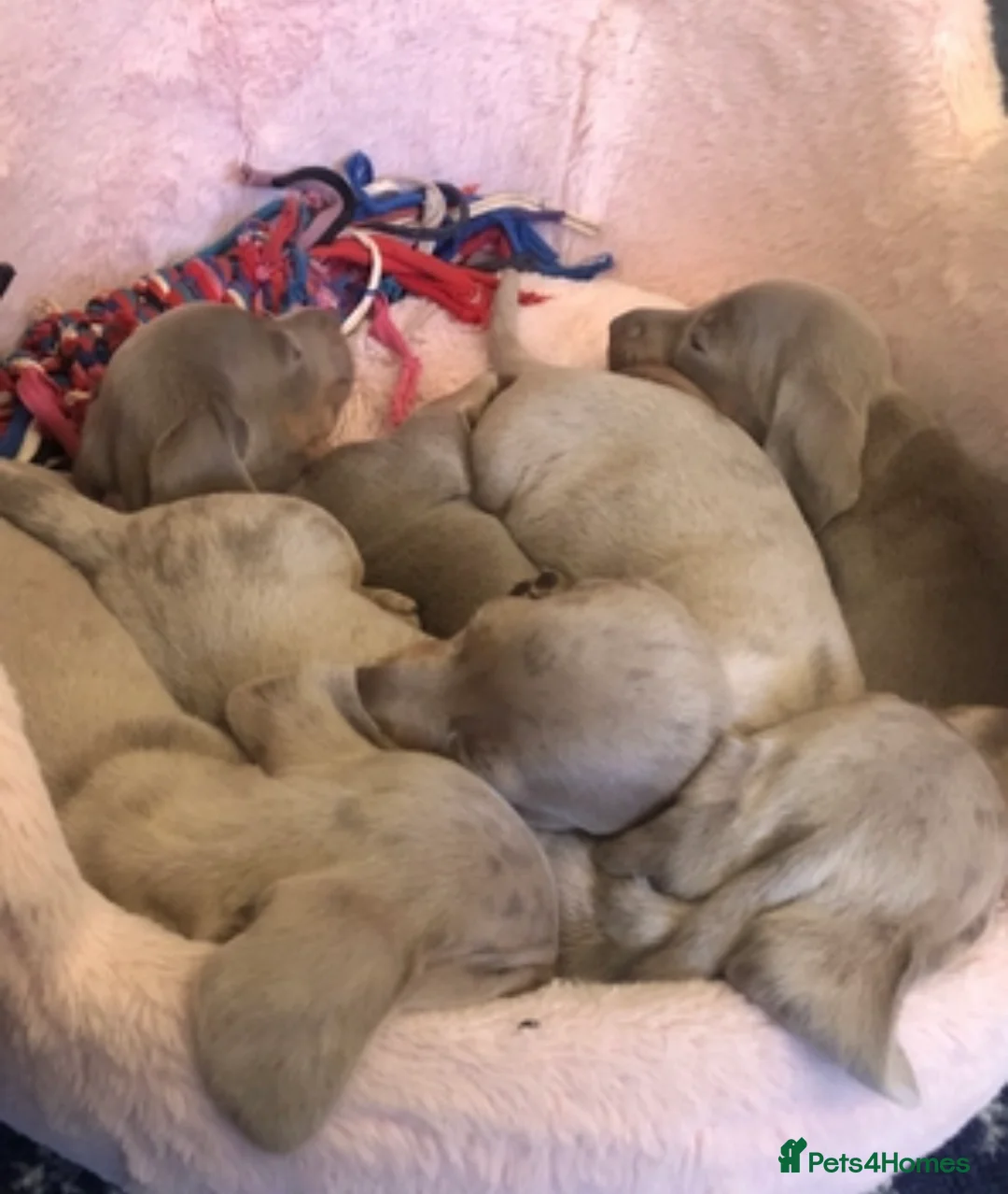 Miniature Dachshund dogs for stud: Isabella & Tan Miniature Daschund Stud - Advert 12