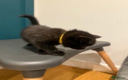 Scottish Fold cats for sale: Scottish Fold Kittens  - Image 9