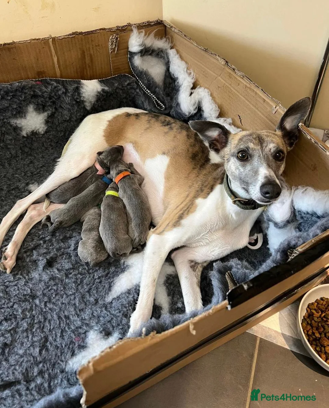 Whippet dogs for stud: Small 19",heart test clear,Full Blue Kc reg stud in Bishop Auckland - Advert 23