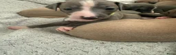 Italian Greyhound dogs for sale: 2 LEFT KC Italian greyhound puppies  - Advert 35
