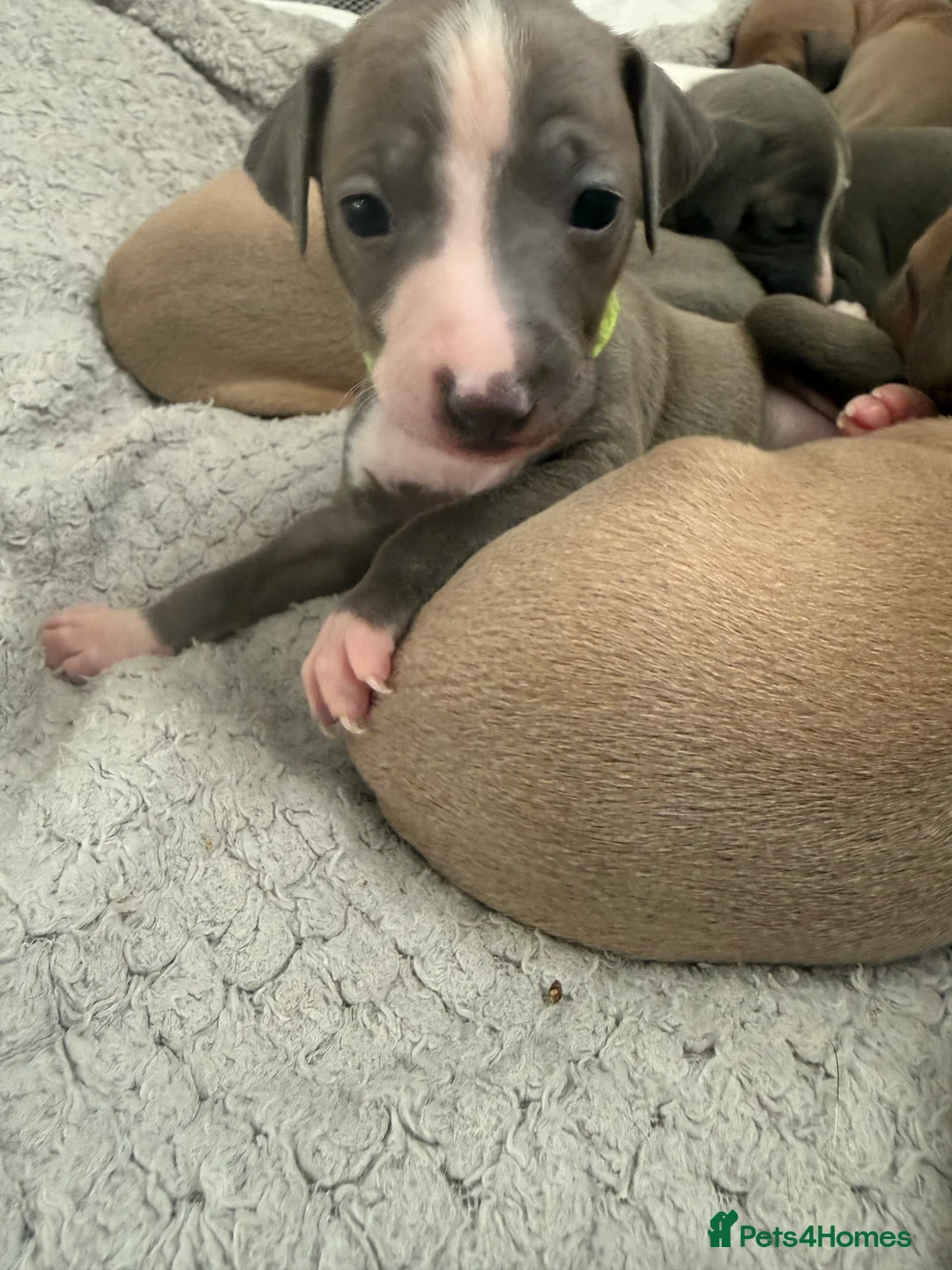Italian Greyhound dogs for sale: 2 LEFT KC Italian greyhound puppies  - Advert 35