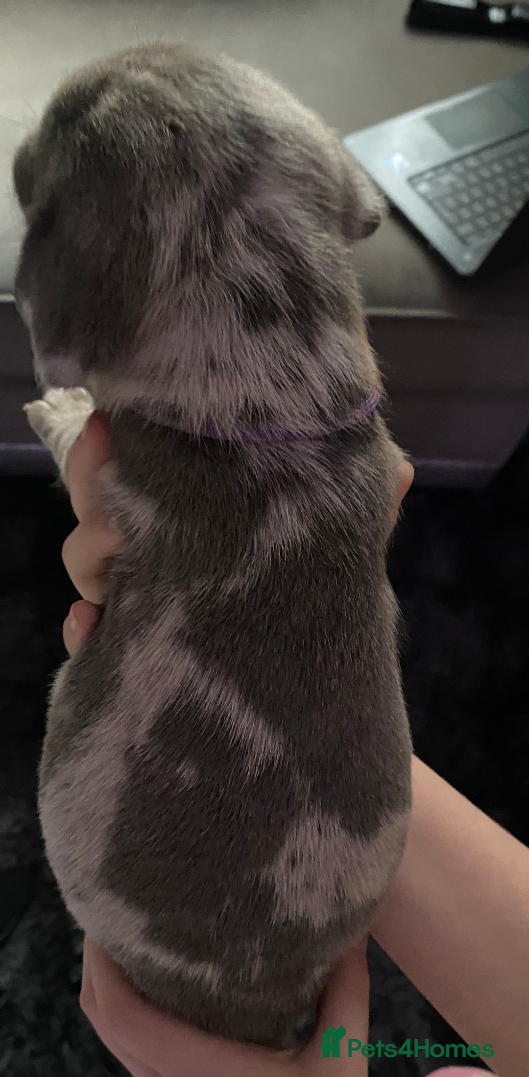 Mixed Breed dogs for sale: Cane corso x  - Image 13