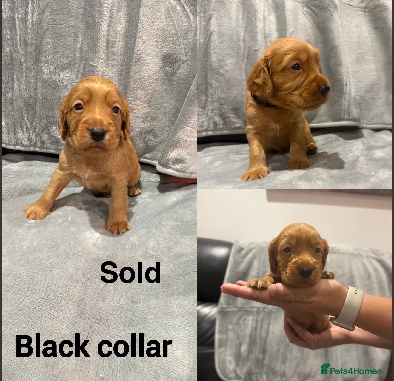 Cocker Spaniel dogs 6 stunning working cocker spaniels  - Advert 2