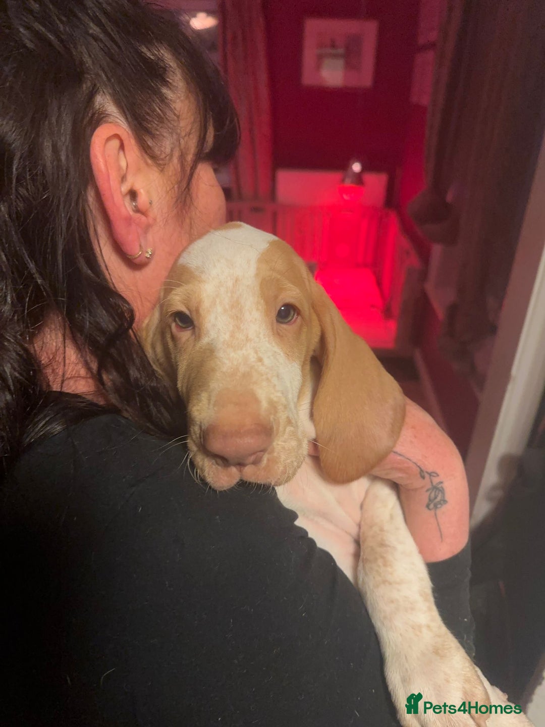 Bracco Italiano dogs for sale:  Beautiful Bracco Baby Boy - Advert 4