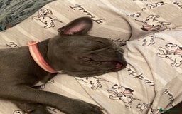 French Bulldog dogs for sale: French bulldog pup girl BLUE 13 weeks old - Image 9