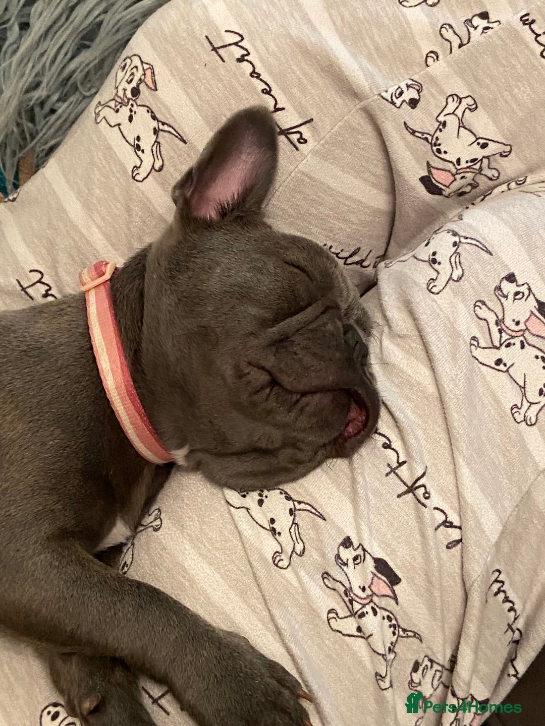 French Bulldog dogs for sale: French bulldog pup girl BLUE 13 weeks old - Image 9