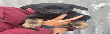German Shepherd 1