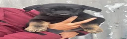 German Shepherd dogs for sale: German shepherd puppies  - Advert 19