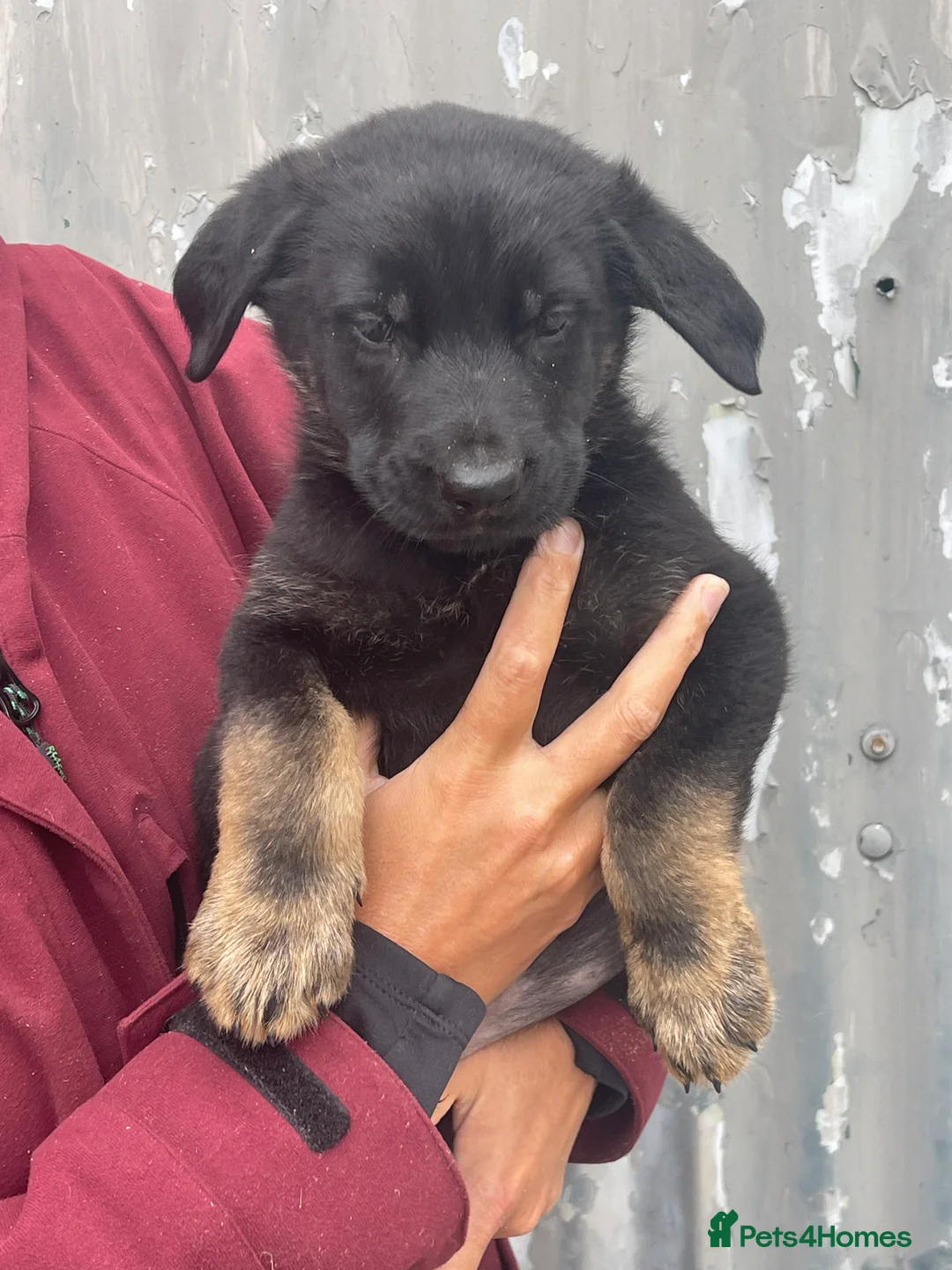 German Shepherd dogs for sale: German shepherd puppies  - Advert 19