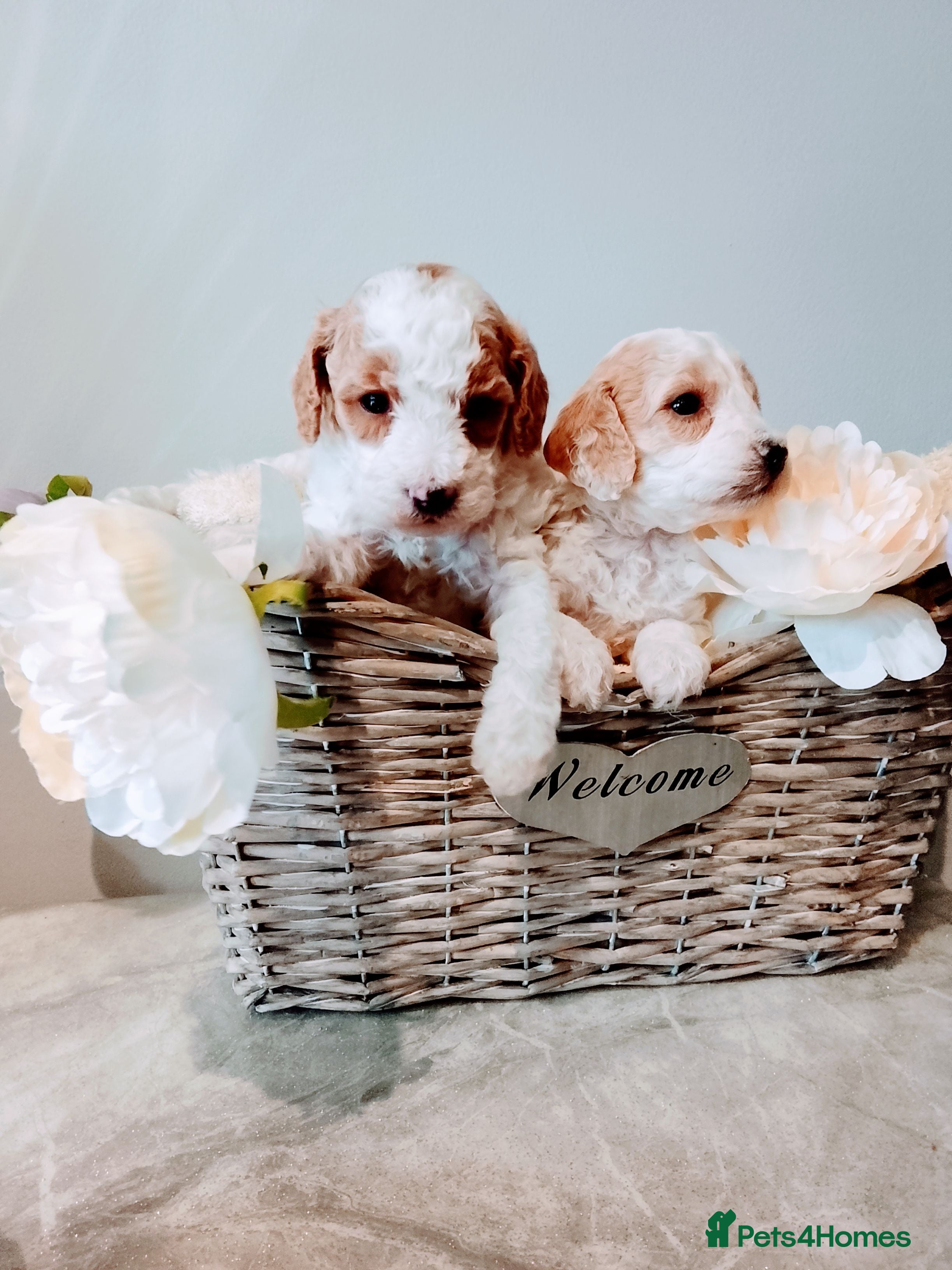 Cavapoo dogs Cavapoo Puppies.  - Advert 1