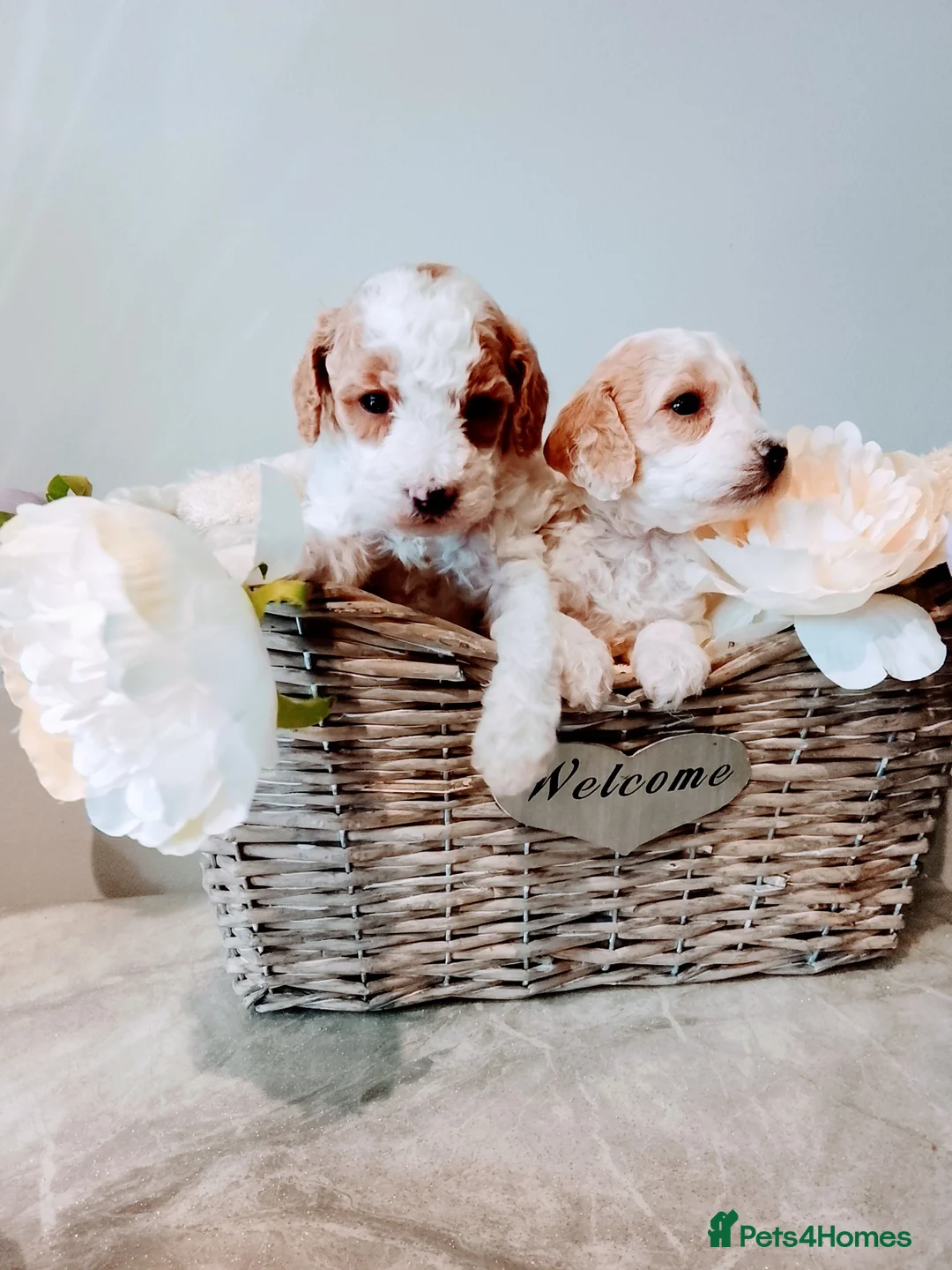 Cavapoo dogs for sale: Miniature cavapoos  - Advert 9
