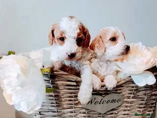 Cavapoo dogs Cavapoo Puppies. - Advert 1