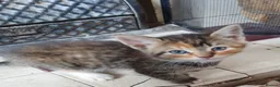 Mixed Breed cats for sale: Kitten Klub - Advert 3