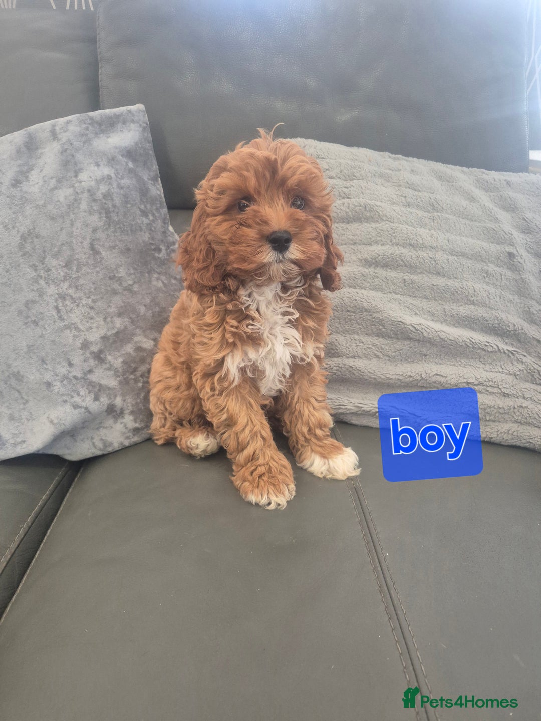 Cavapoo dogs for sale: Stunning Cavapoo Babies - ready this weekend - Image 15