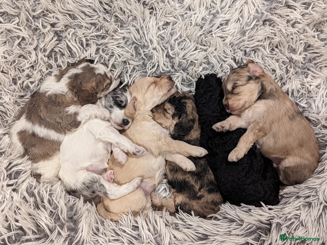 Cockapoo dogs for sale: Cockapoo pups due February  - Advert 6
