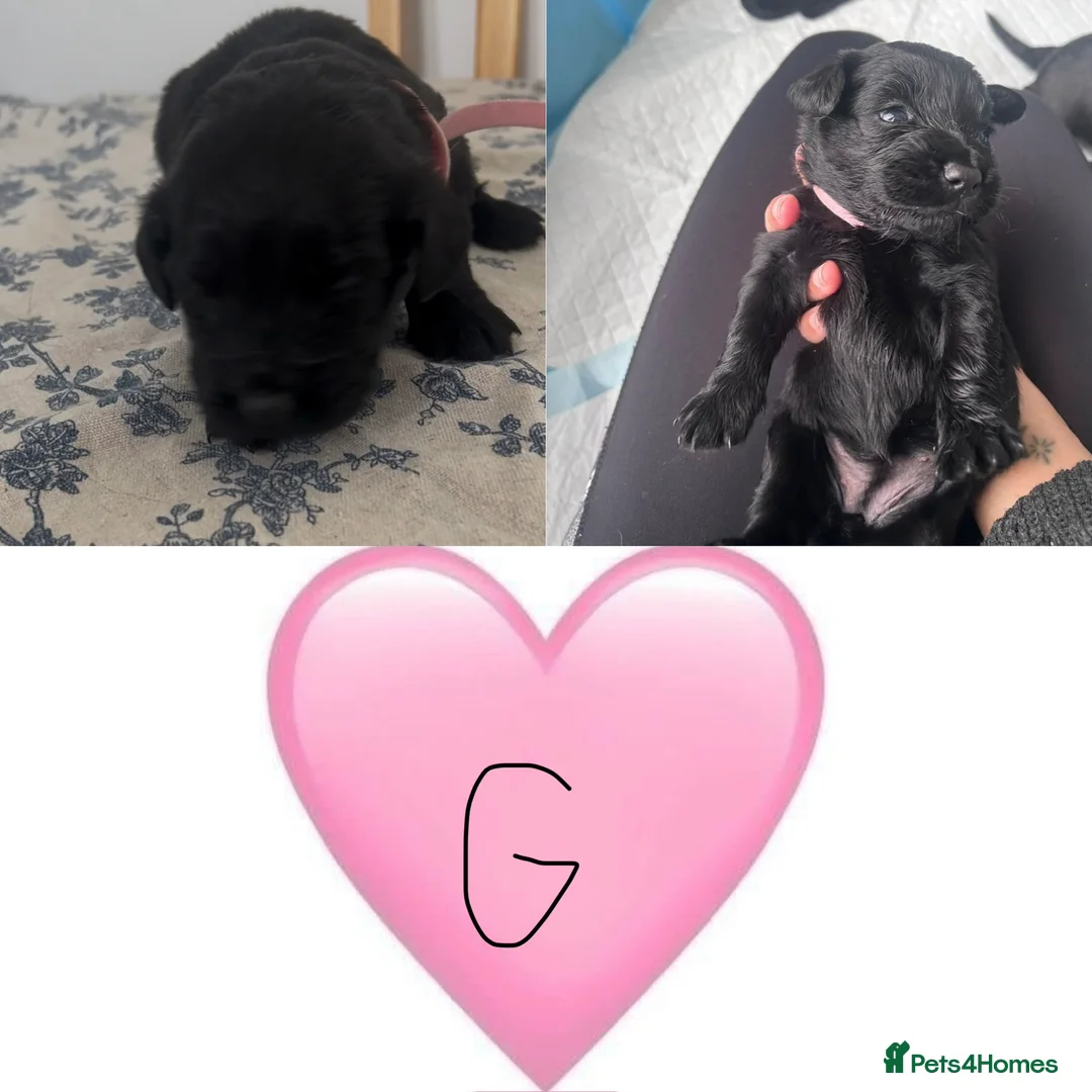 Mixed Breed dogs for sale: Cockapoo x colliepoo  - Advert 2