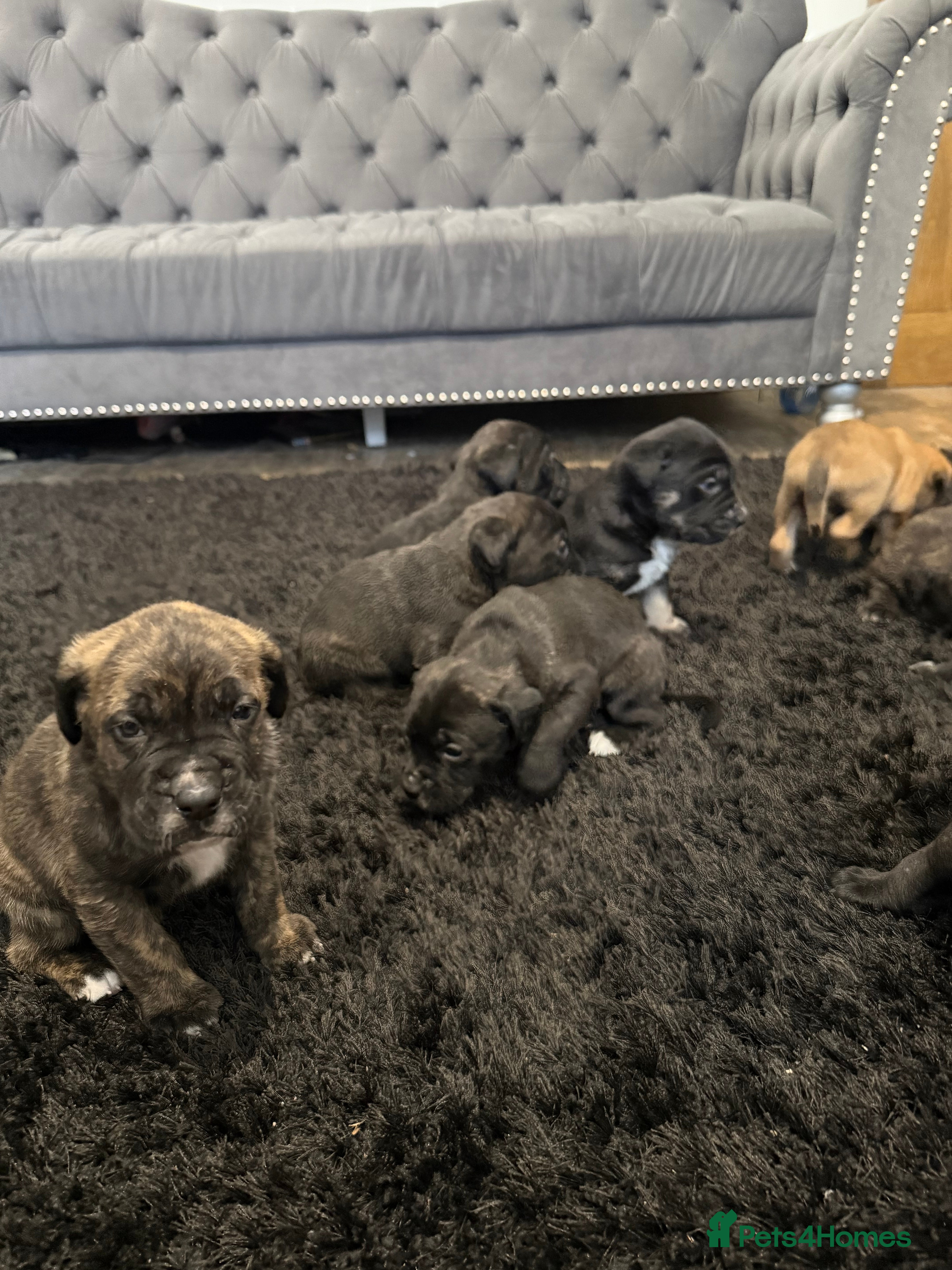 Presa Canario dogs Pure presa Canario puppies for sale  - Advert 2