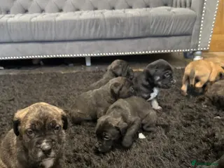 Presa Canario dogs Pure presa Canario puppies for sale - Advert 2
