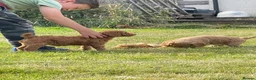Australian Labradoodle dogs for sale: Australian Labradoodle puppies - Advert 8