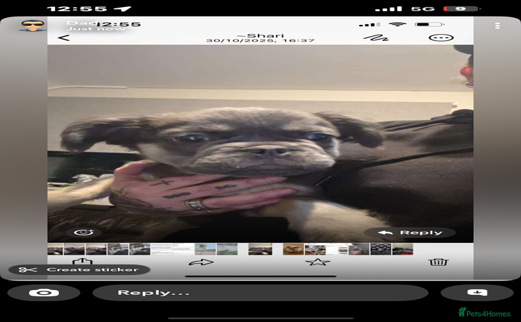 French Bulldog dogs - Advert 14