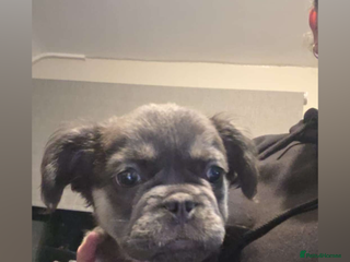 French Bulldog dogs - Advert 31