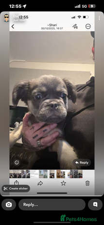 French Bulldog dogs - Advert 13