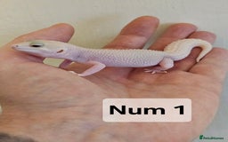 Leopard Gecko reptiles for sale: Blacknight macksnows and supersnows in tremper - Image 3
